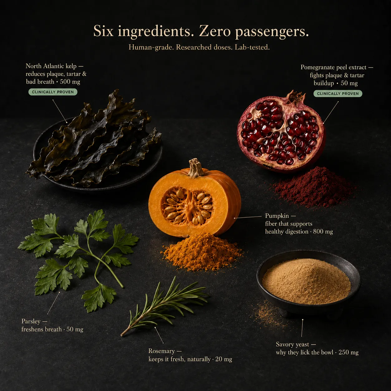 Six ingredients, zero passengers. Annotated flat-lay of North Atlantic kelp, pomegranate peel extract, parsley, rosemary, pumpkin, and the savory yeast base, each labelled with what it does