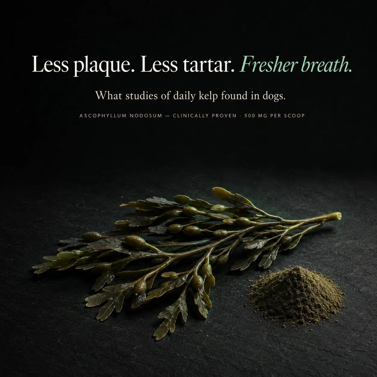 Less plaque, less tartar, fresher breath: what studies of daily kelp found in dogs; North Atlantic Kelp (Ascophyllum nodosum), 500 mg per scoop